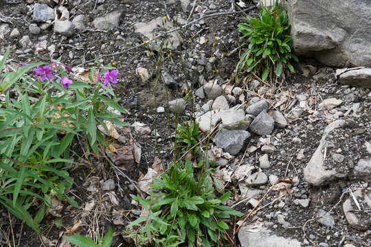 Image of Crepis multicaulis Ledeb.