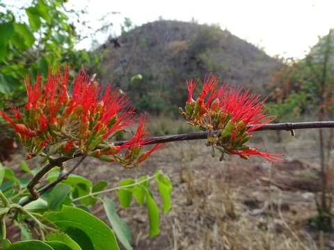 Image de Combretum paniculatum Vent.