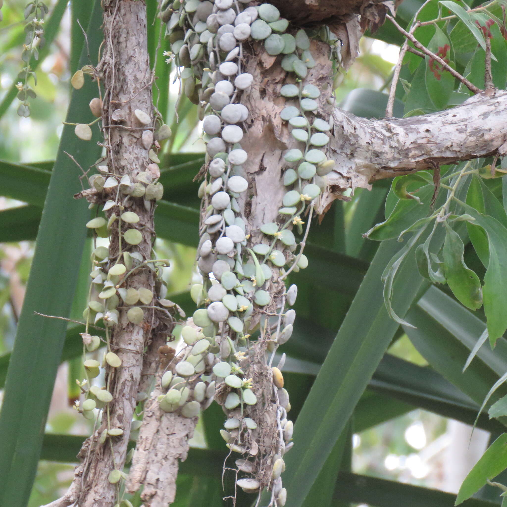 Image of Dischidia nummularia R. Br.