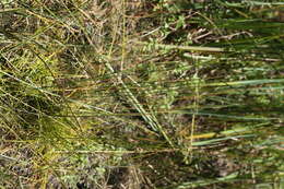 Image of Creeping spikerush