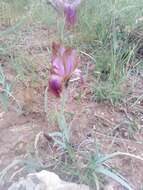 Image of Iris stolonifera Maxim.