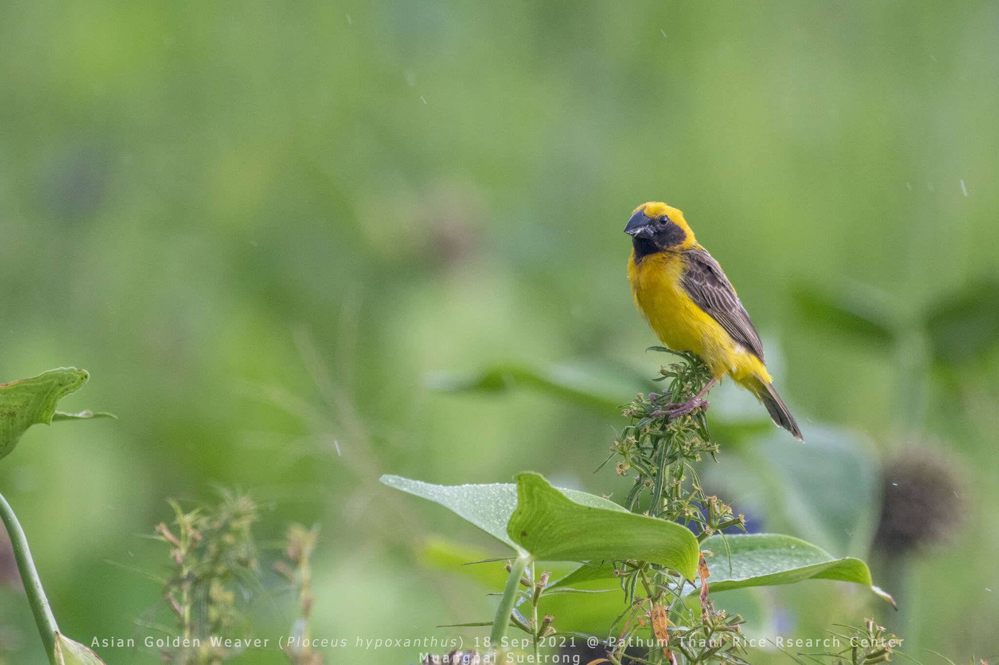 Image of Asian Golden Weaver