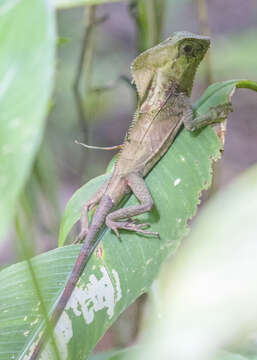 Image of Corytophanes