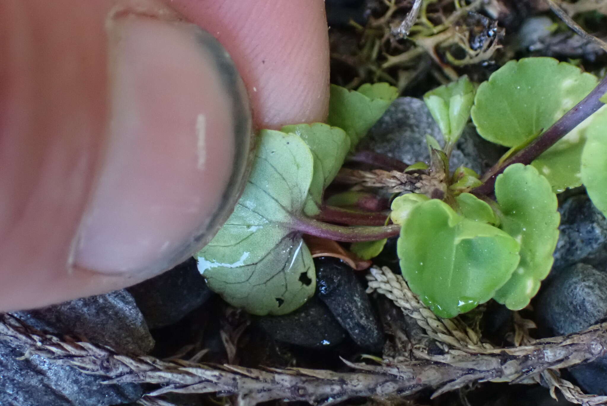 Image of Viola lyallii Hook. fil.