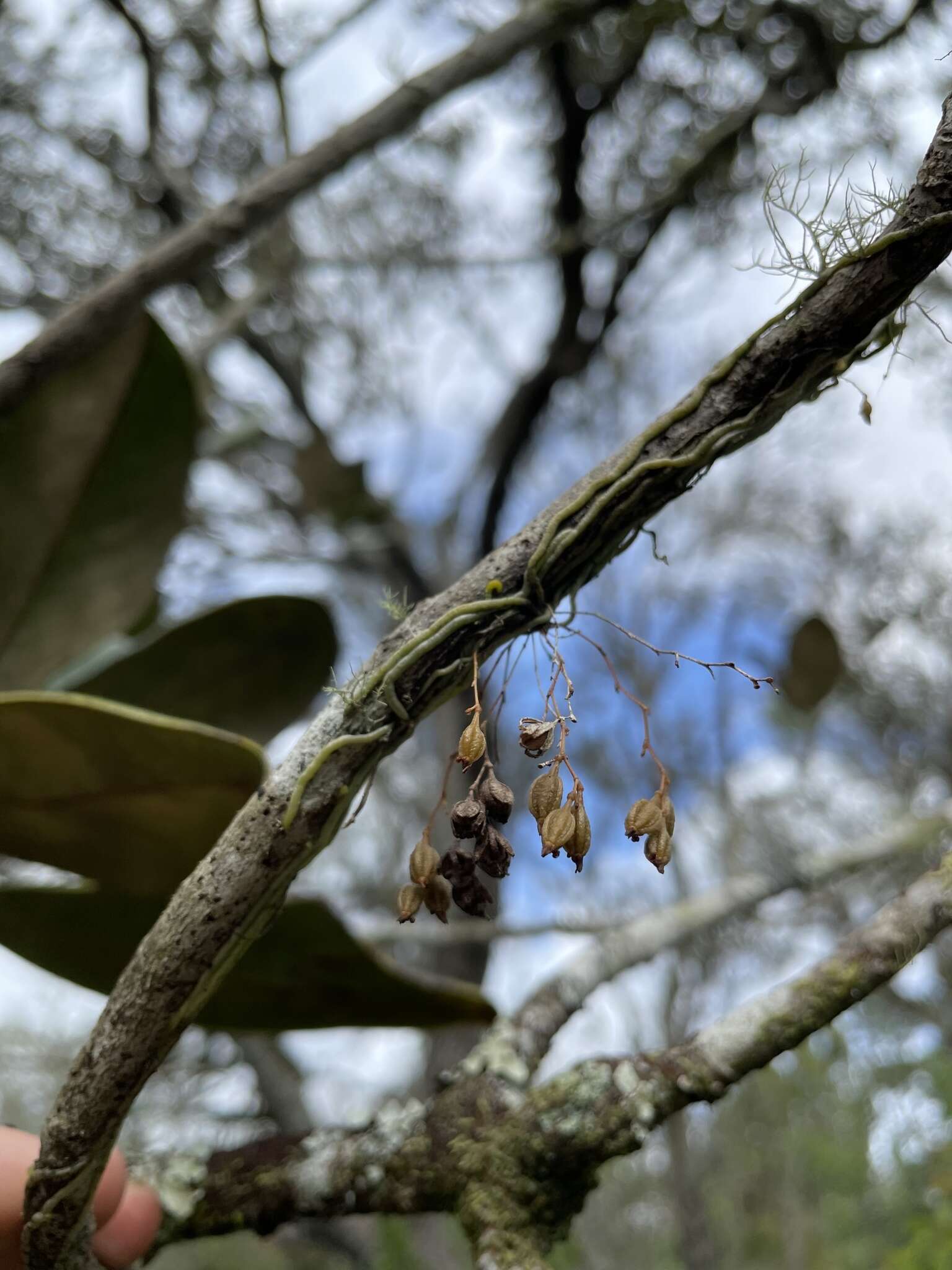 Imagem de Dendrophylax