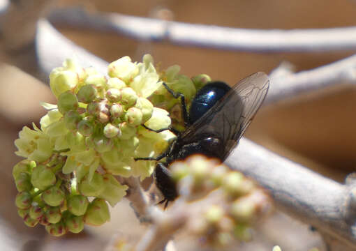 صورة Copestylum comstocki (Williston 1887)