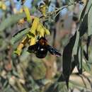 Xylocopa rufidorsum Enderlein 1913 resmi