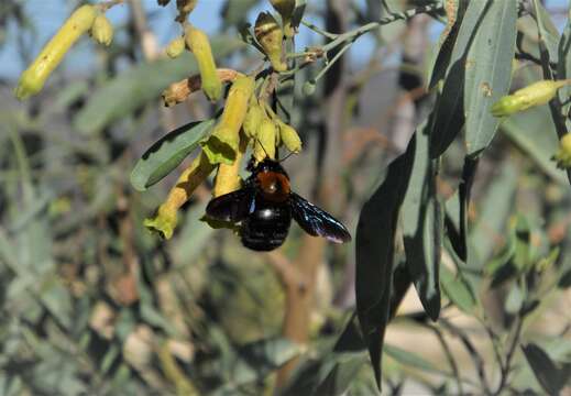 Image de Xylocopa rufidorsum Enderlein 1913