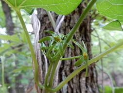 صورة Gonolobus suberosus (L.) Schult.