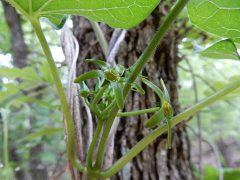 صورة Gonolobus suberosus (L.) Schult.