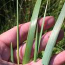 Image of irisleaf yelloweyed grass