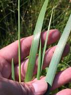 Image of irisleaf yelloweyed grass