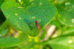 Image of African Fig Fly