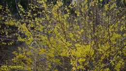 Image of Korean goldenbell tree