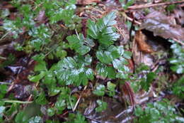 Image of Fern-Leaf Goldthread