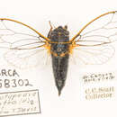 Image of Platypedia putnami lutea Davis & W. T. 1920