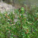 Image of Baccharis phylicoides Kunth