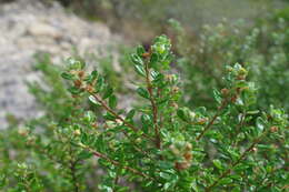 Imagem de Baccharis phylicoides Kunth