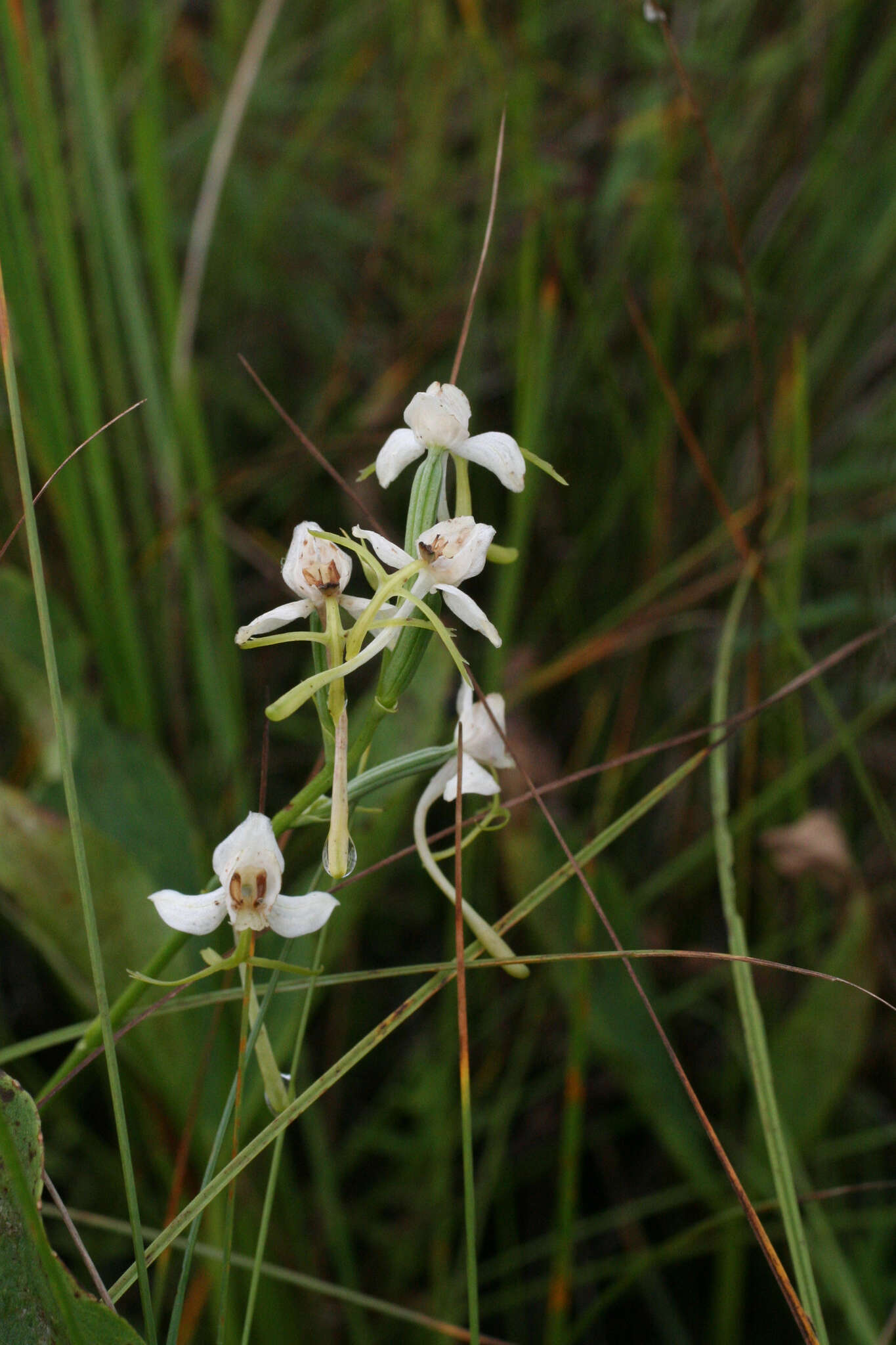 Habenaria linearifolia Maxim. resmi