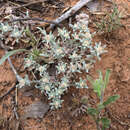 Image of silver pygmycudweed