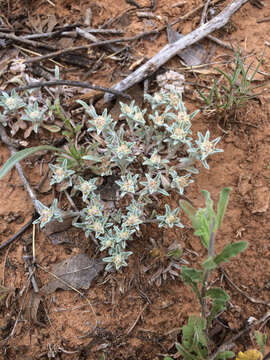 Image of silver pygmycudweed