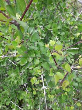 Image of California ash