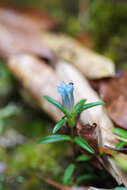 Image of Gentiana davidii var. formosana (Hayata) T. N. Ho