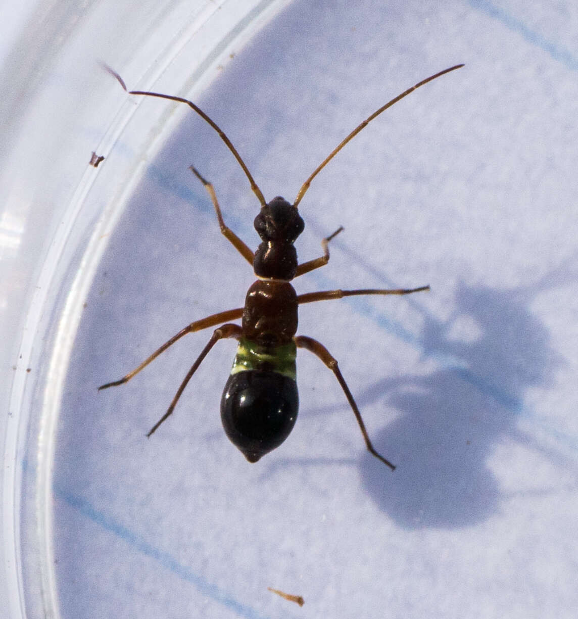 Image of Closterocoris amoenus (Provancher 1887)