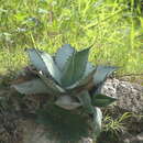 Image of Agave temacapulinensis A. Vázquez & Cházaro