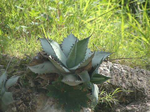 Image de Agave temacapulinensis A. Vázquez & Cházaro