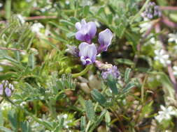 Image of Astragalus tener var. tener