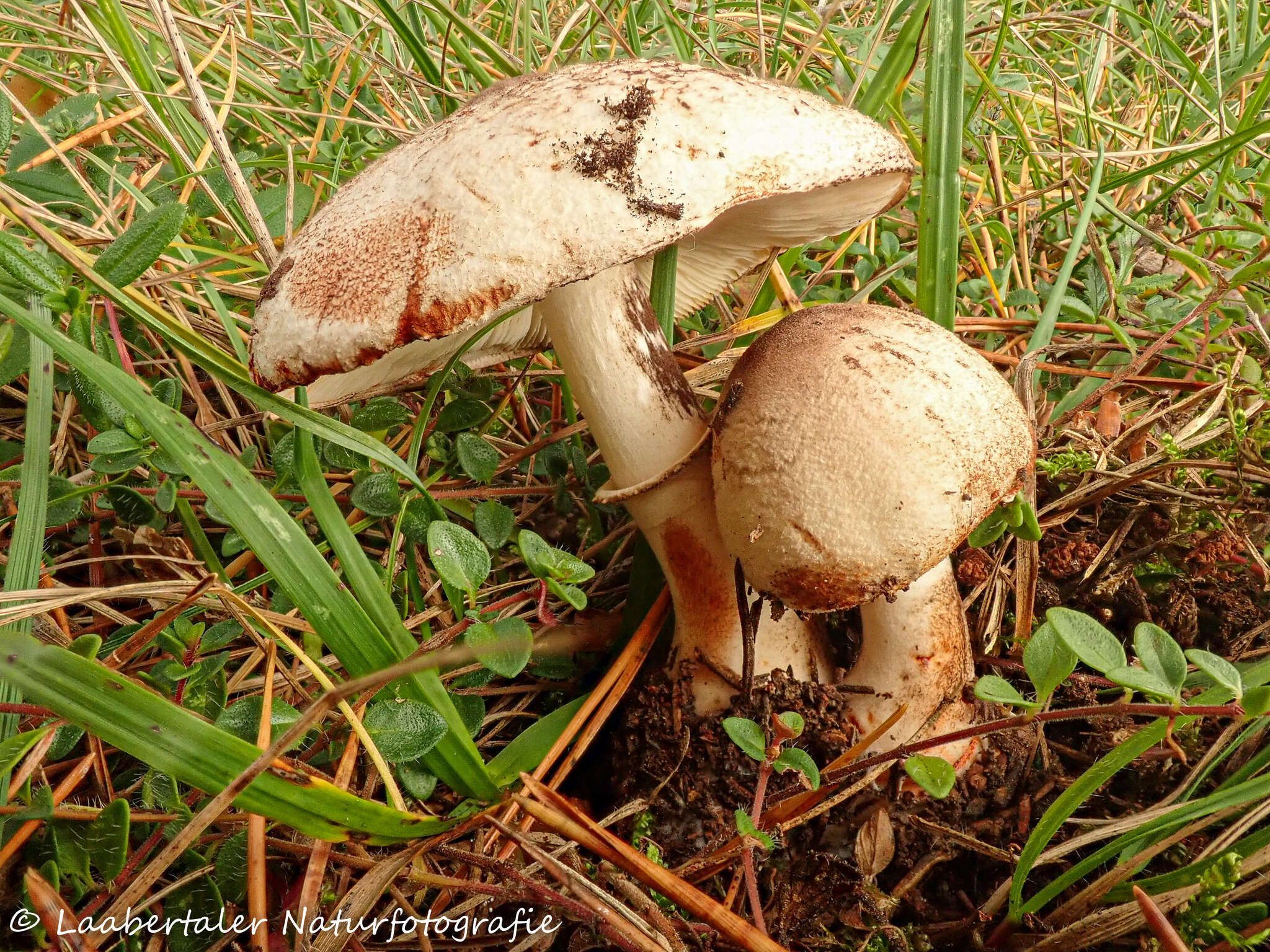 Image of Leucocoprinus badhamii (Berk. & Broome) Locq. 1943