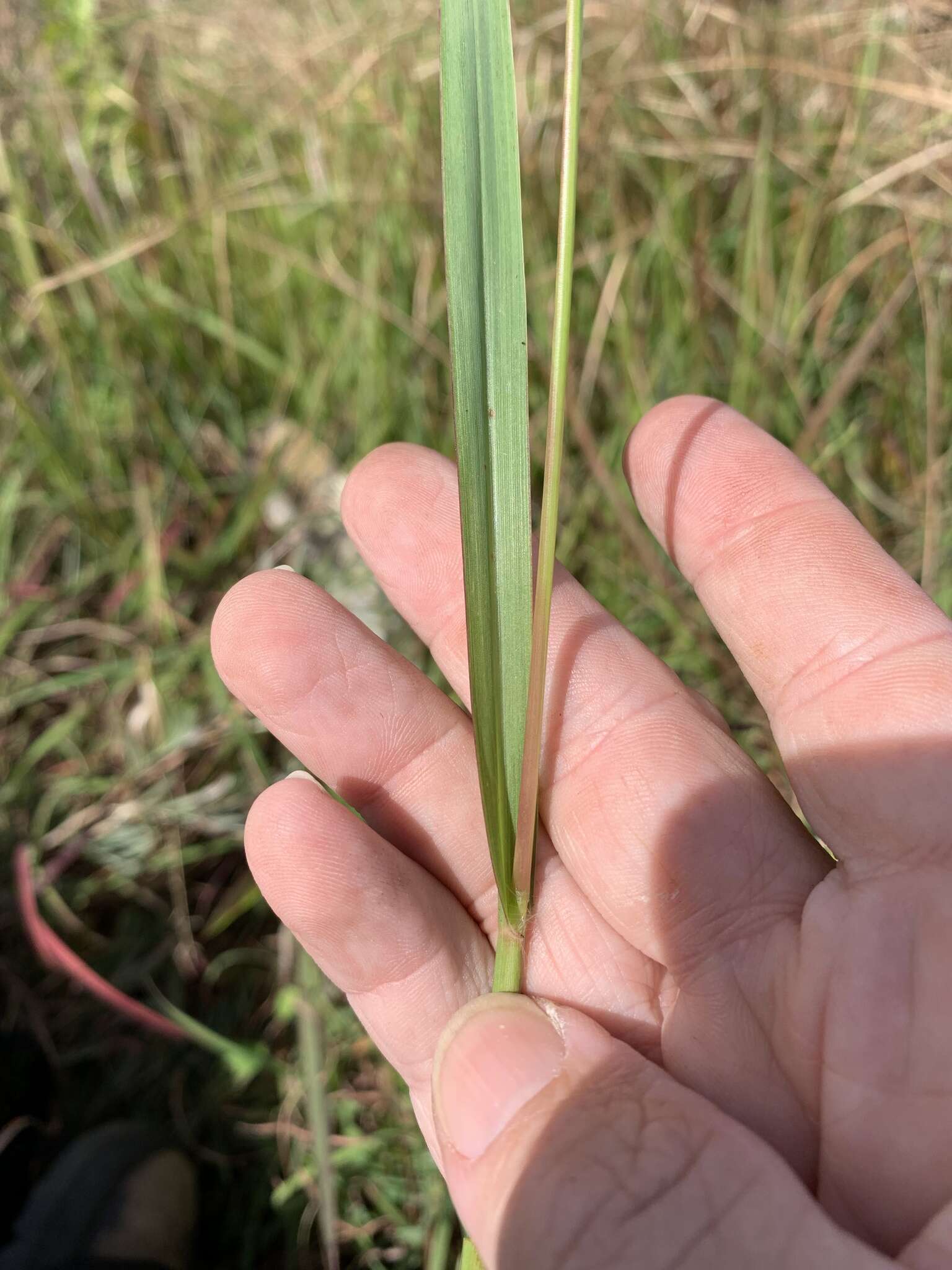 Image of Paspalum scrobiculatum L.