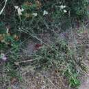 Image of Centaurea jacea subsp. angustifolia (DC.) Gremli