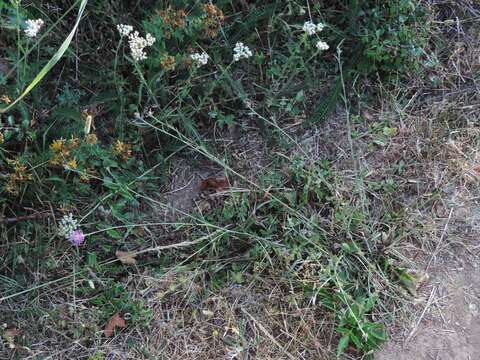 Image of Centaurea jacea subsp. angustifolia (DC.) Gremli