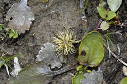 صورة Gunnera densiflora Hook. fil.