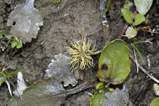 صورة Gunnera densiflora Hook. fil.