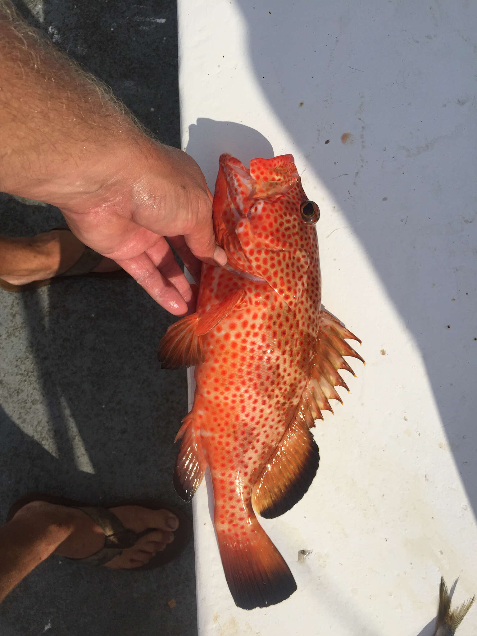 Слика од Epinephelus guttatus (Linnaeus 1758)