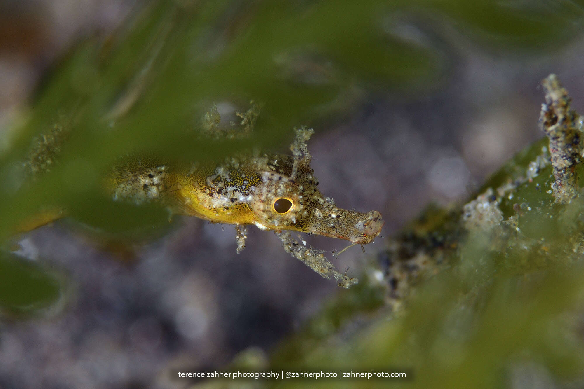 Image of Acentronura tentaculata