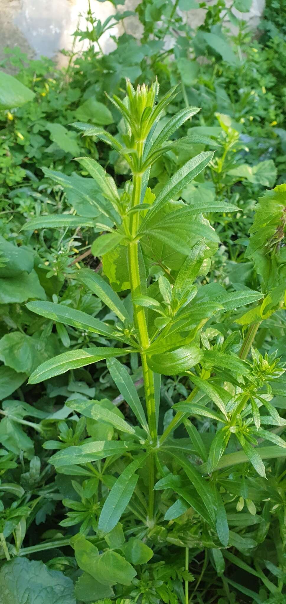 Image of <i>Galium <i>aparine</i></i> var. aparine