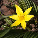 Image of Empodium gloriosum (Nel) B. L. Burtt