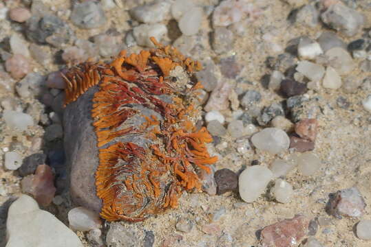 Image of Caloplaca elegantissima (Nyl.) Zahlbr.