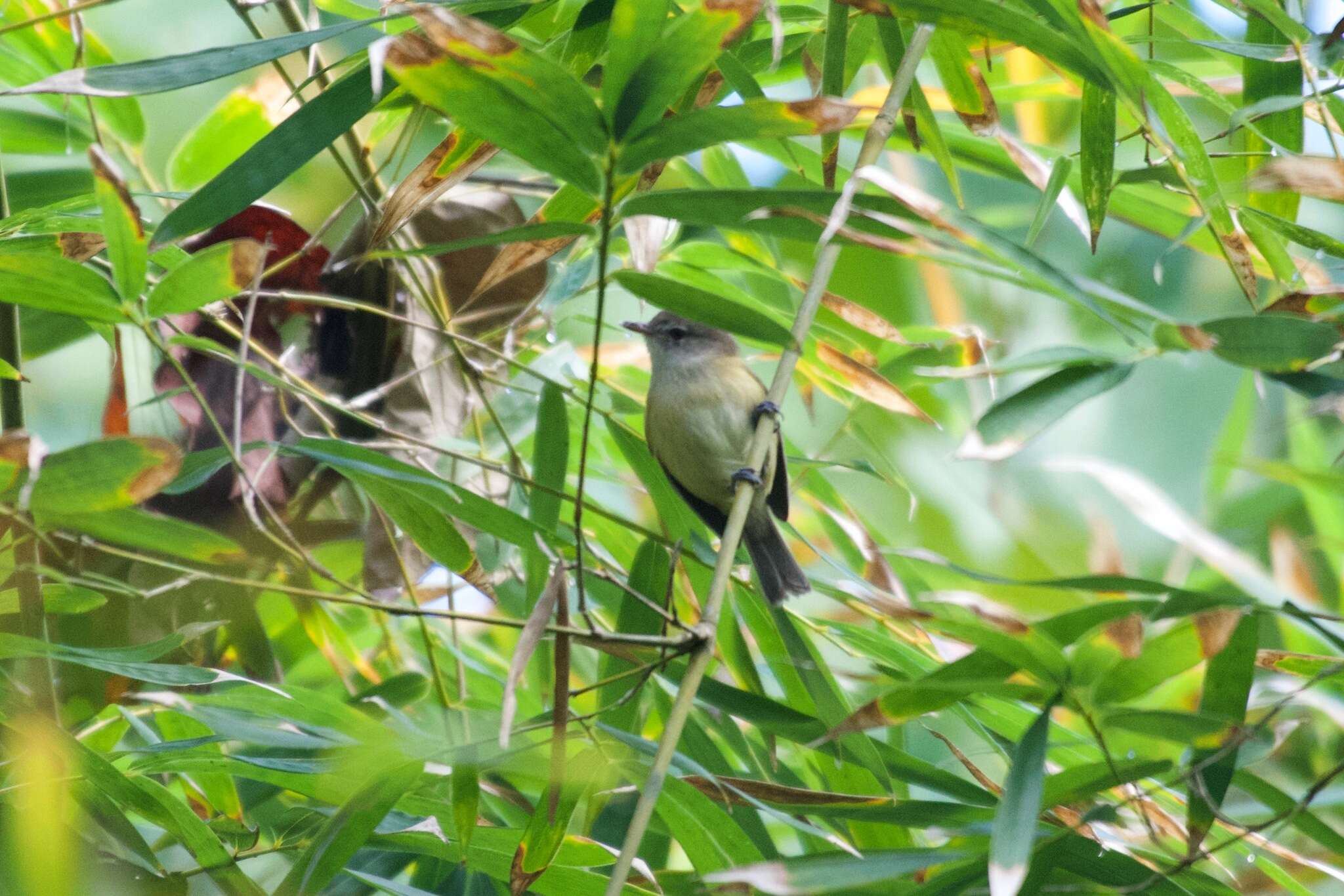 Sivun Puertoriconvireo kuva