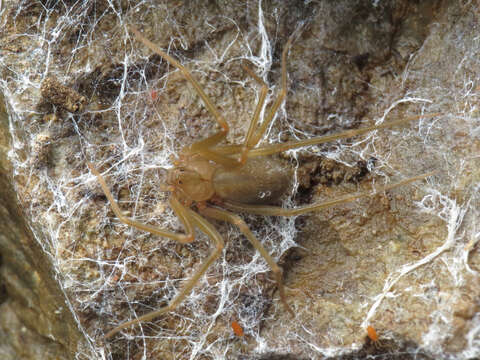 Image of Mediterranean recluse spiderman