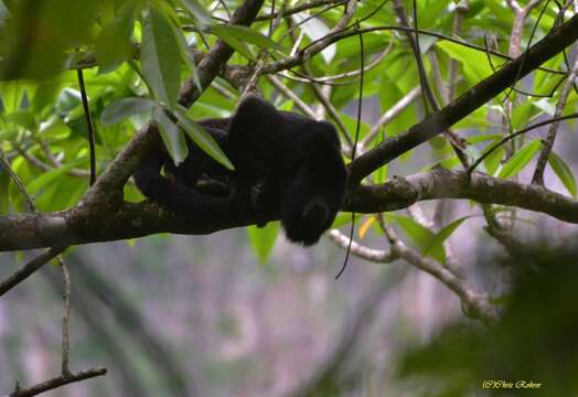 Imagem de Alouatta pigra Lawrence 1933