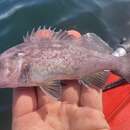 Image of Deacon rockfish