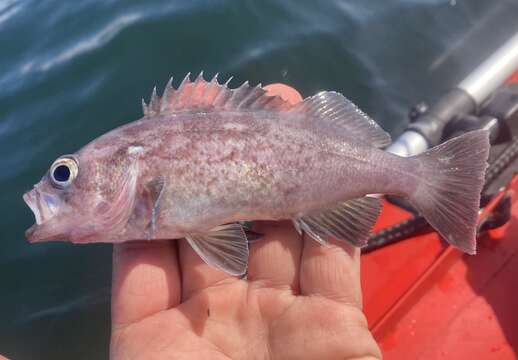 Image of Deacon rockfish