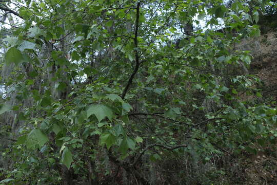 Image of Platanus rzedowskii Nixon & J. M. Poole