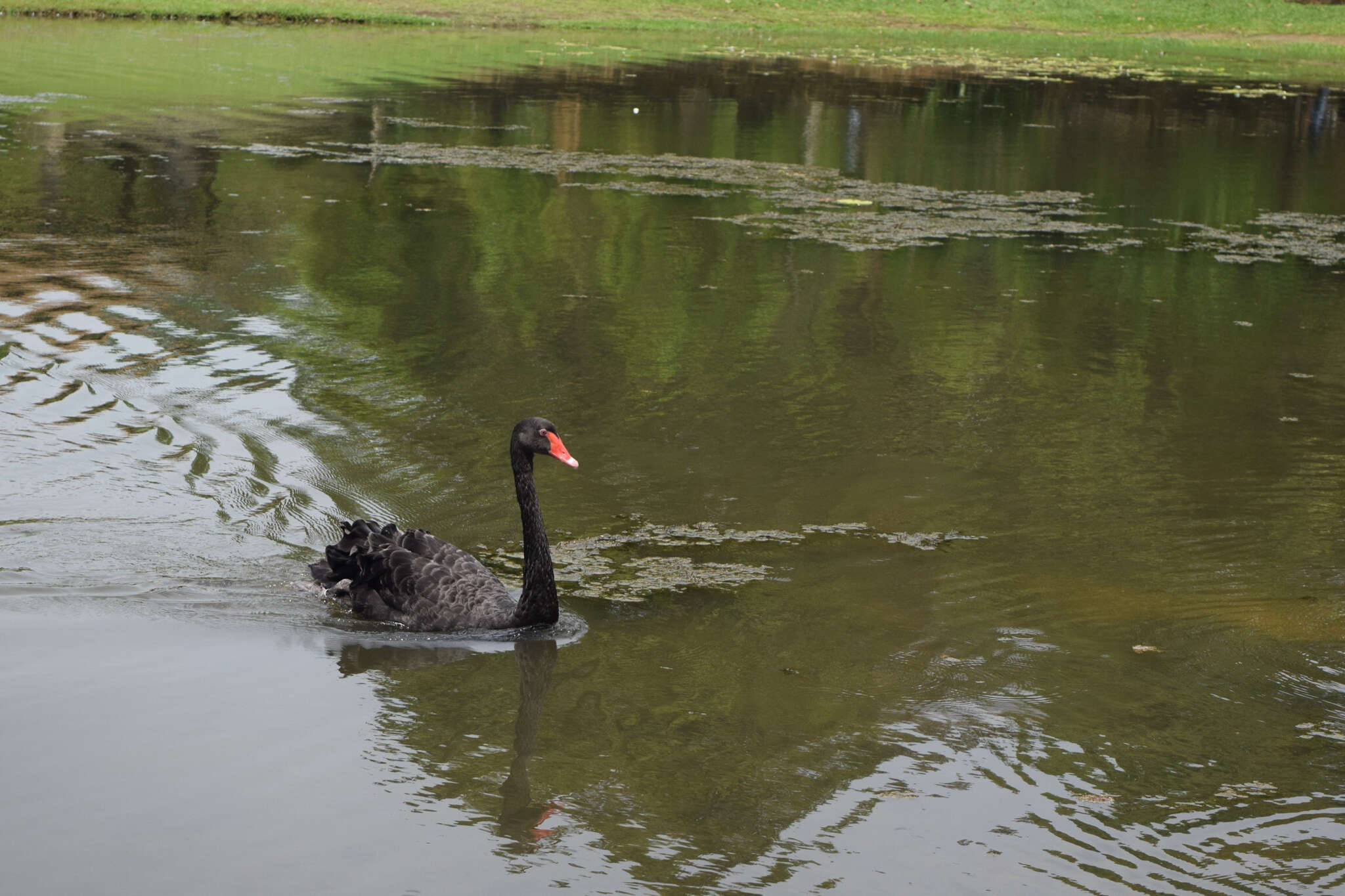 Image of Black Swan