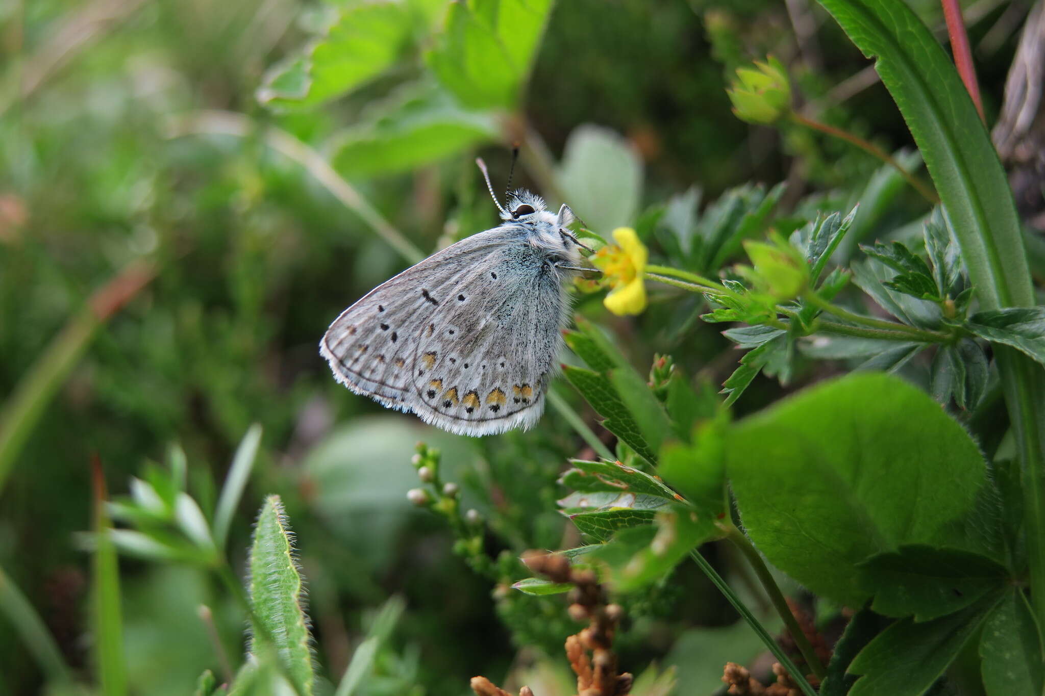 صورة Polyommatus eros (Ochsenheimer 1807)